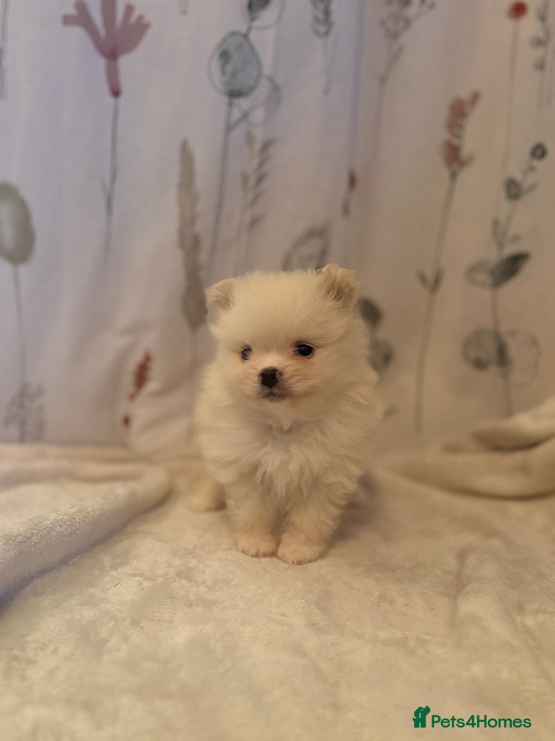 Pomeranian dogs for sale: Beautifu Litter- Russian/Chi Tien Pomeranian Pups - Advert 28