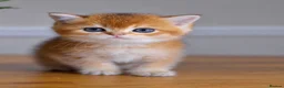 British Shorthair cats for sale: GCCF/TICA Stunning Golden BSH/BLH Kittens - Advert 9