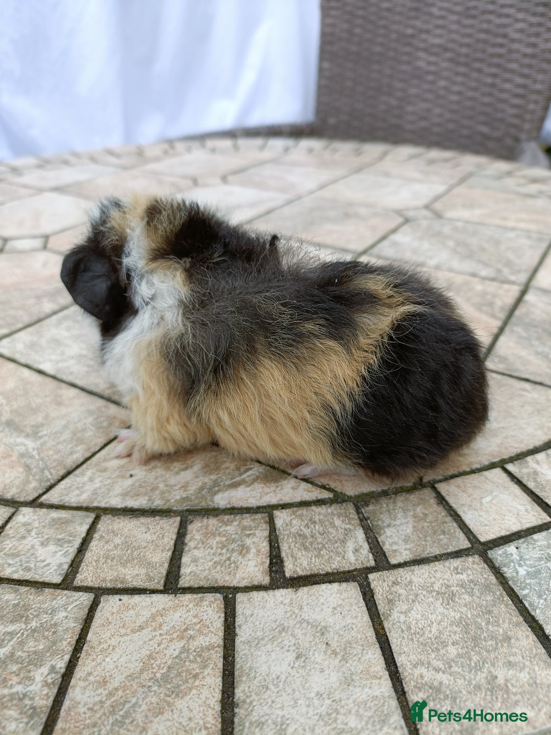 Guinea Pig rodents for sale: baby male guinea pigs various colours and types - Image 3