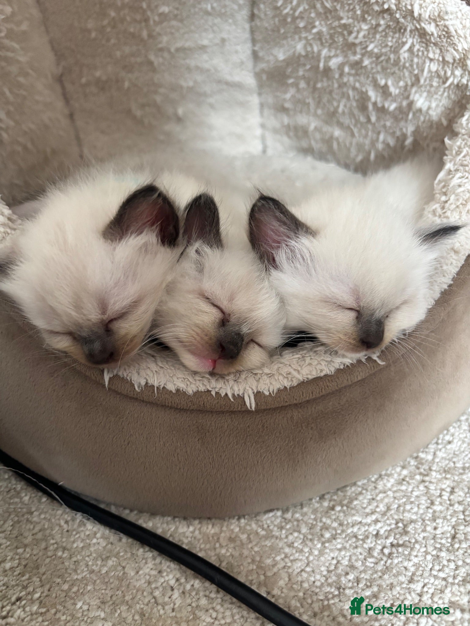 Ragdoll cats Charming Ragdoll kittens - Advert 1
