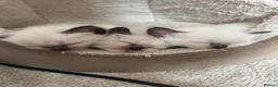 Ragdoll cats for sale: Charming Ragdoll kittens - Advert 1
