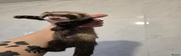 Ferret rodents for sale: Friendly Ferret Girls - Advert 6