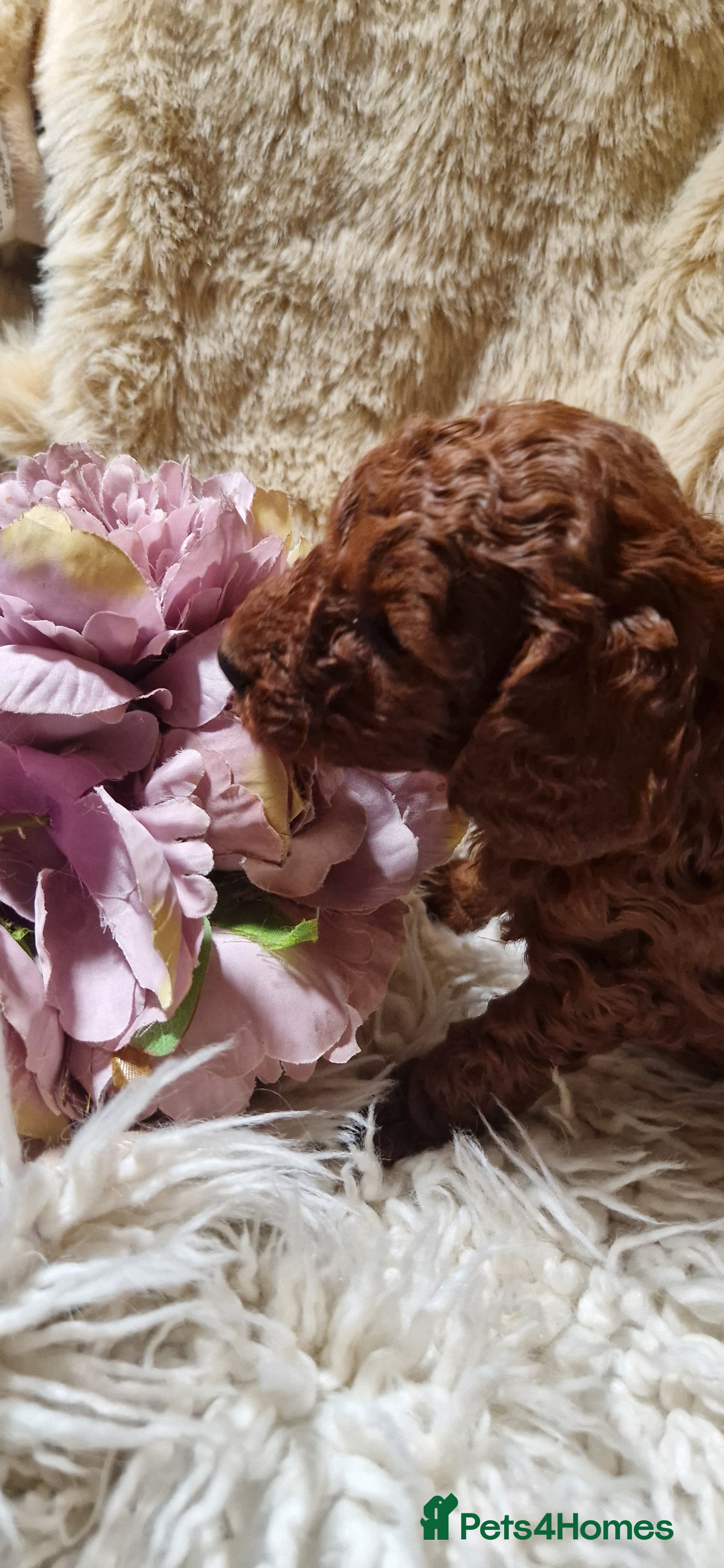 Miniature Poodle dogs Gorgeous Fox Red Miniature Poodles  - Advert 2