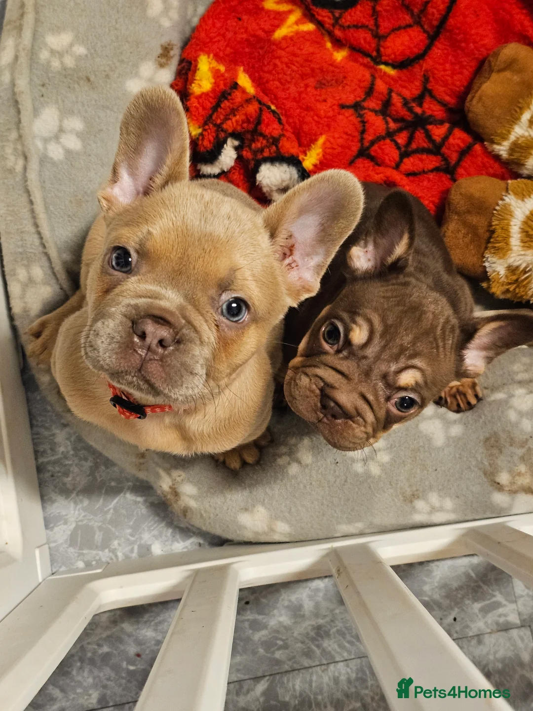 French Bulldog dogs for sale: Frency puppies - Advert 2