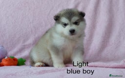 Alaskan Malamute dogs for sale: 🌟Beautiful pure malamutes💯 - Image 7
