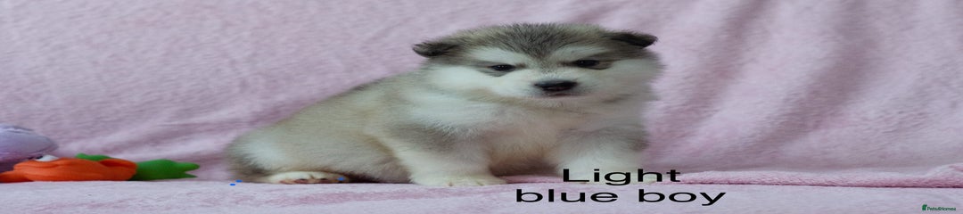 Alaskan Malamute Light blue boy 