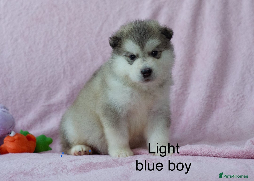Alaskan Malamute dogs for sale: 🌟Beautiful pure malamutes💯 - Image 7