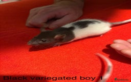 Rat rodents for sale: Baby hooded/variegated/dumbo fancy rats 🩶 - Image 12