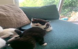 Mixed Breed cats for sale: Kittens - 2 boys 1 girl - ready to leave! - Image 11