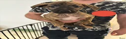 Mixed Breed dogs for sale: 9 mixed breed puppies in Salisbury - Advert 6