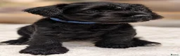 Miniature Schnauzer dogs for sale: We are expecting! Black Mini Schnauzer Pups! - Advert 6
