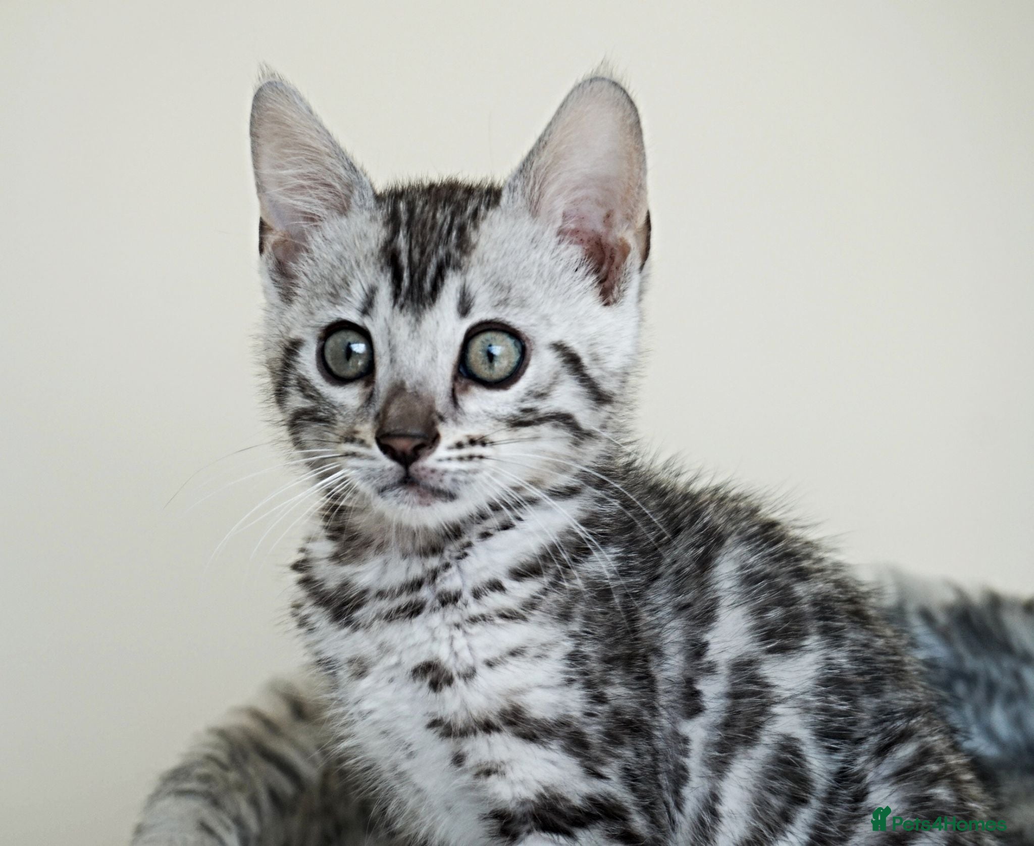 Bengal cats Ready Gorgeous Bengal Boy Kitten - Advert 5