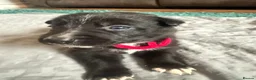 Mixed Breed dogs for sale: 8 adorable puppies. - Advert 18