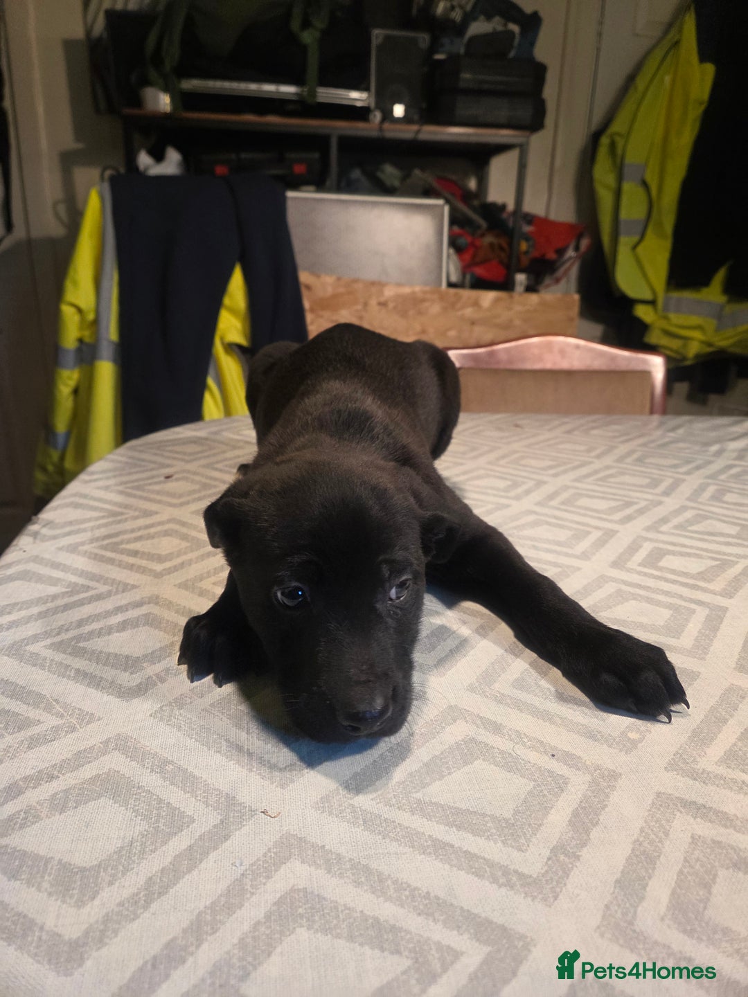 Mixed Breed dogs for sale: Bullcros  - Advert 5