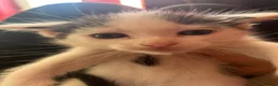 Ragdoll cats for sale: Ragdoll cross kittens mother is a purebred ragdoll - Advert 8