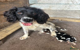 English Springer Spaniel dogs for sale: Gorgeous marked English Springer Spaniel pups  - Image 3