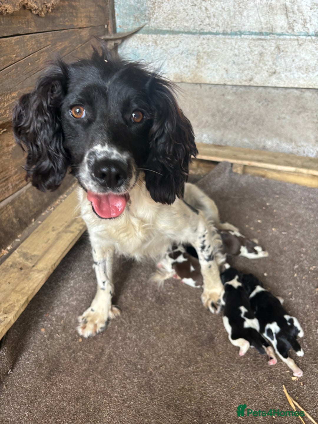 English Springer Spaniel dogs for sale: Gorgeous marked English Springer Spaniel pups  - Image 3