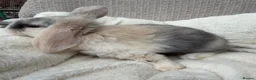 Mini Lop rabbits for sale: Mini lops Ready to go!  in Canterbury - Advert 11