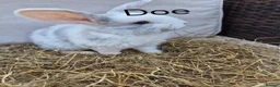 Mini Lop rabbits for sale: Mini Lop Babies Beautiful Temperaments. - Advert 1