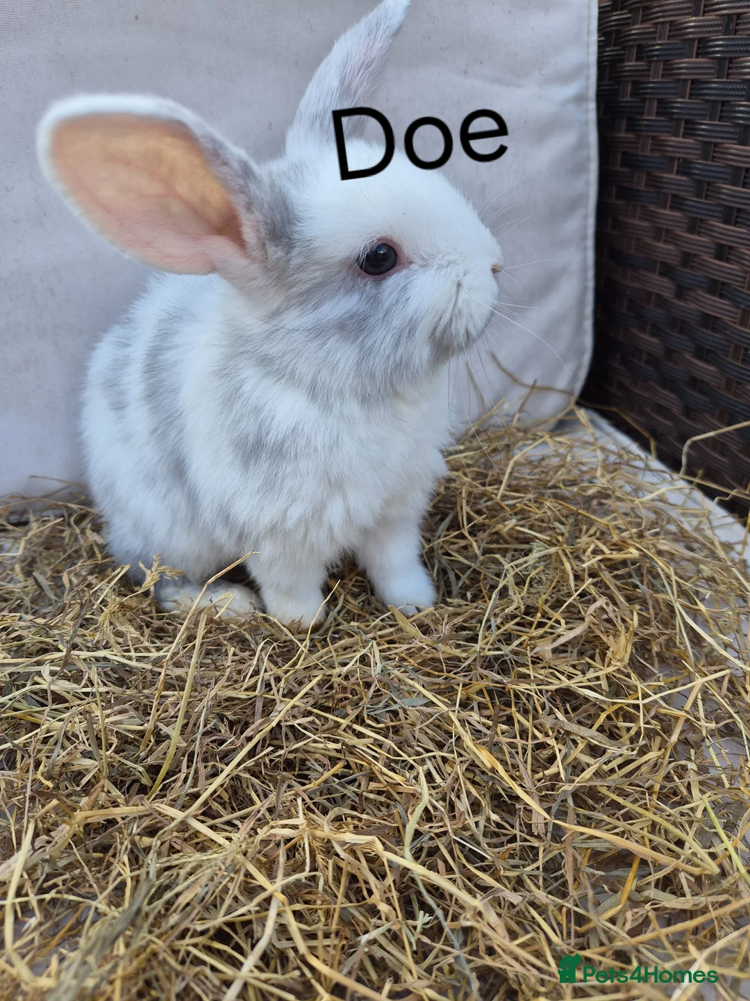 Mini Lop rabbits for sale: Mini Lop Babies Beautiful Temperaments. - Advert 1