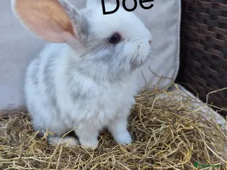 Mini Lop rabbits Mini Lop Babies Beautiful Temperaments. - Advert 1