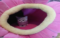 British Shorthair cats for sale: Beautiful pedigree british shorthair kittens - Image 7