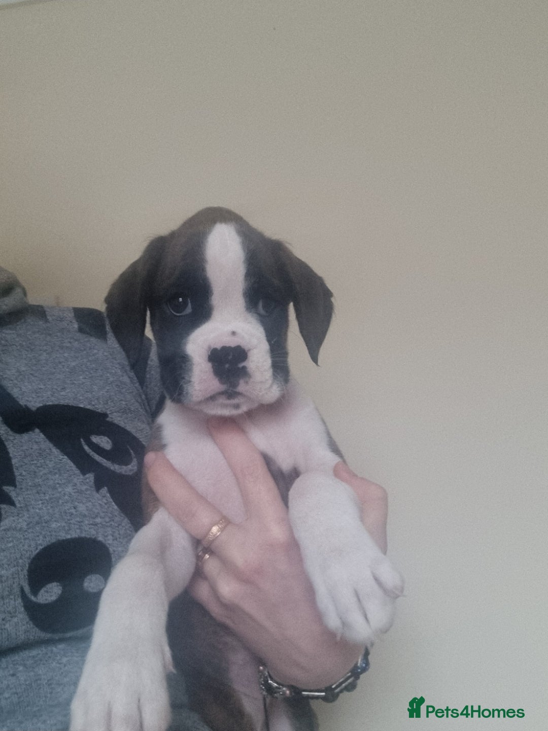 Boxer dogs for sale:   Outstanding  KC Boxer puppies - Advert 14