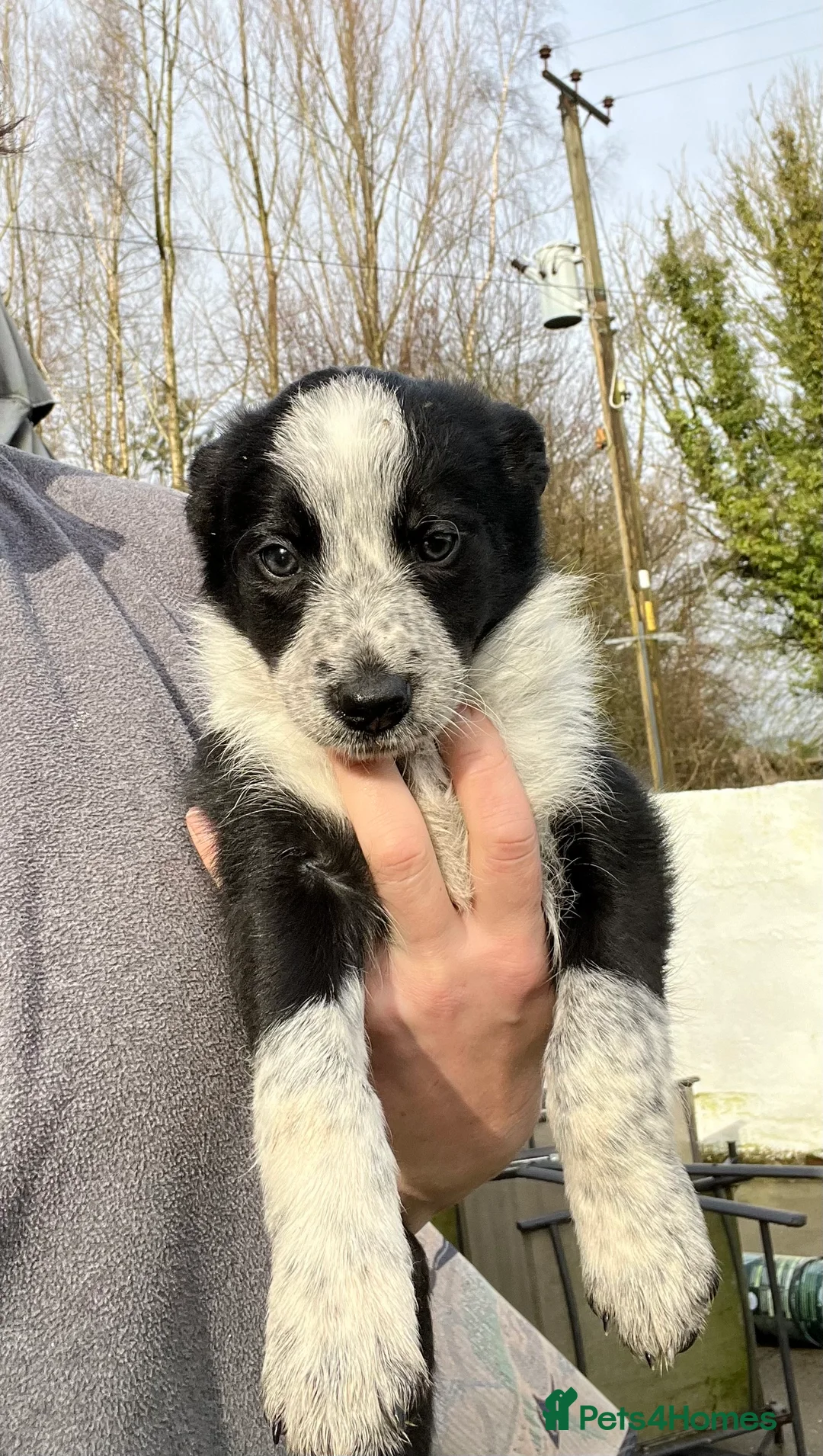 Border Collie dogs for sale: Border collie puppies - Advert 4