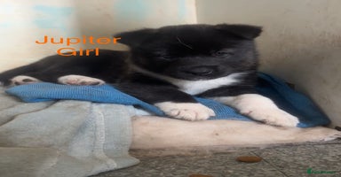 Akita dogs - Advert 8