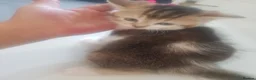 British Shorthair cats for sale: British shorthair kittens  in Swansea - Advert 11
