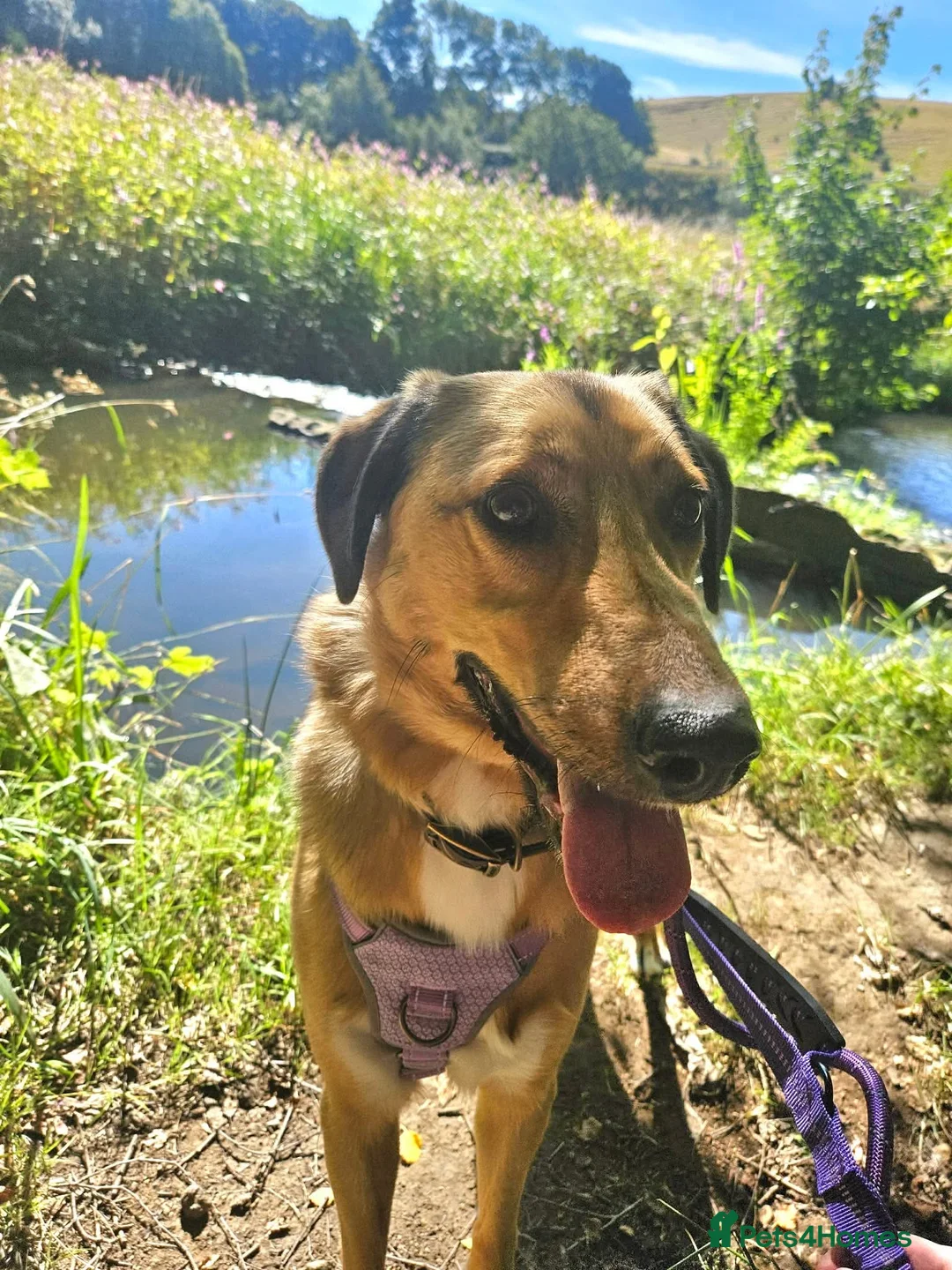 Mixed Breed dogs for adoption: Piglet is looking for a home! in Littleborough - Advert 2