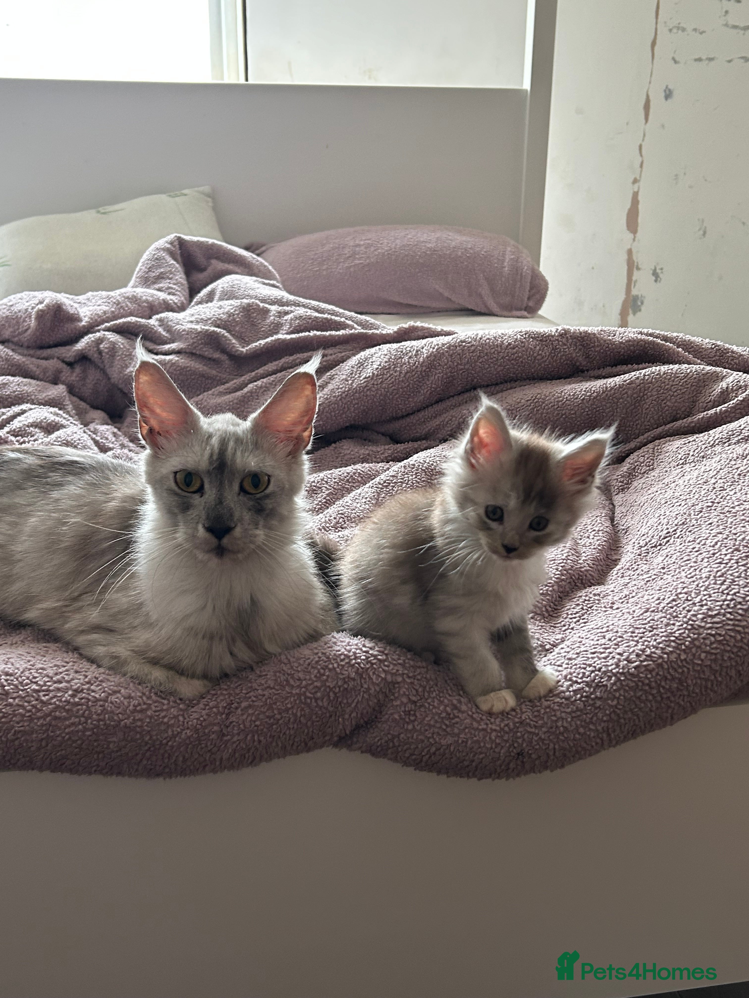 Maine Coon cats Maine coon kittens  - Advert 2