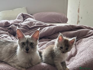 Maine Coon cats Maine coon kittens - Advert 6