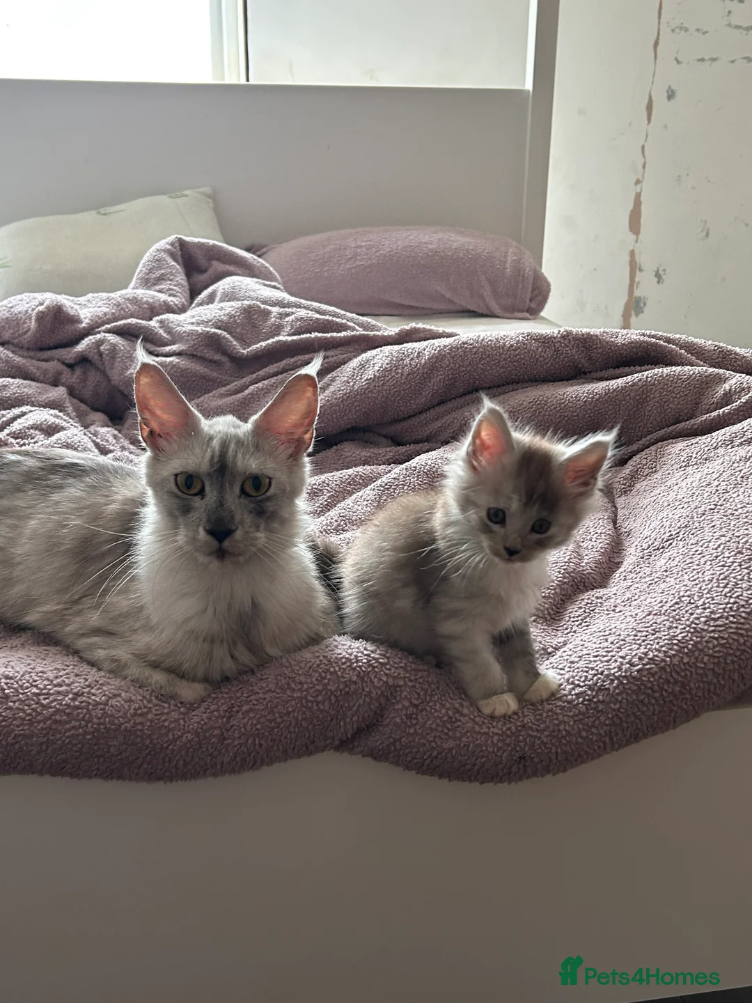 Maine Coon cats for sale: Last Maine coon girl  - Advert 2