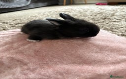 Lionhead rabbits for sale: Lionhead bunnies  - Image 3