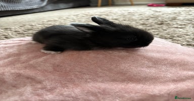 Lionhead rabbits - Advert 4