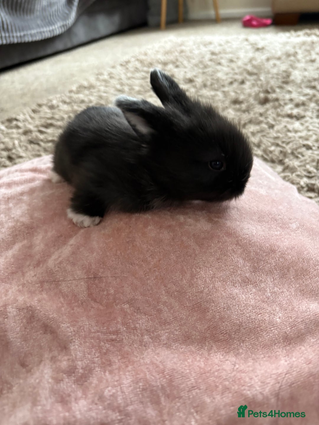 Lionhead rabbits for sale: Lionhead bunnies  - Image 3
