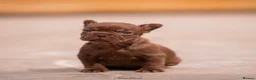 French Bulldog dogs for sale: READ INFO fluffy and carrier french bulldogs in Lincoln - Advert 14