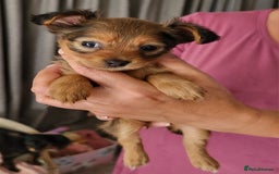 Russian Toy Terrier dogs for sale: Russian Toy puppies from show lines  - Image 10