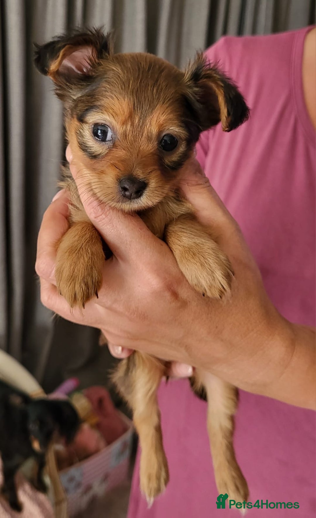 Russian Toy Terrier dogs for sale: Russian Toy puppies from show lines  - Advert 10