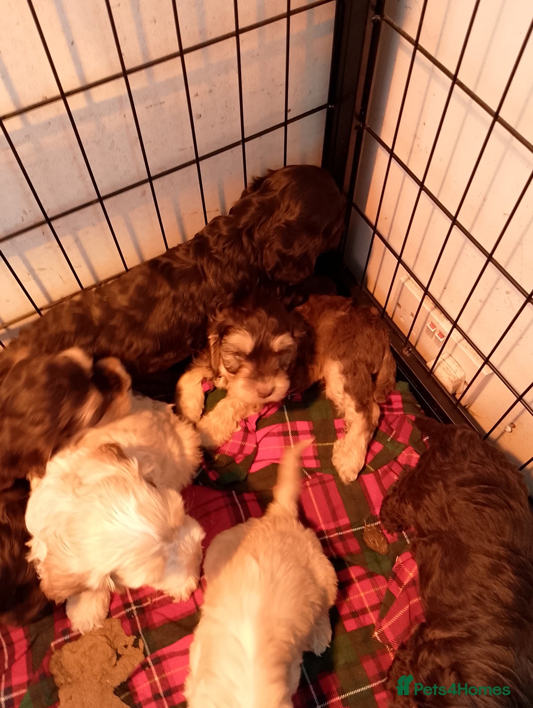 Cockapoo dogs for sale: F1 Chocolate Choc/Tan and Gold Cockapoo Puppies - Image 12