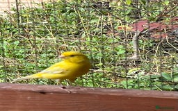 Canaries birds for sale: Canaries and Chinese quail’s  - Image 8