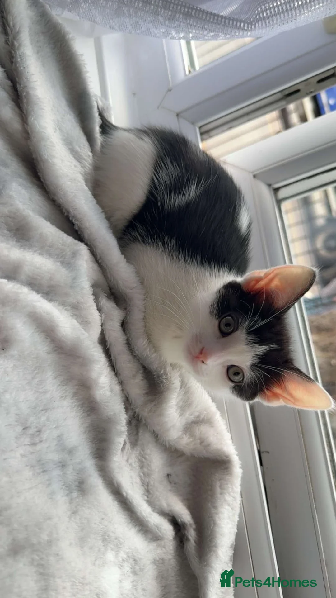 Mixed Breed cats for sale: Black and white kitten for sale - Advert 2