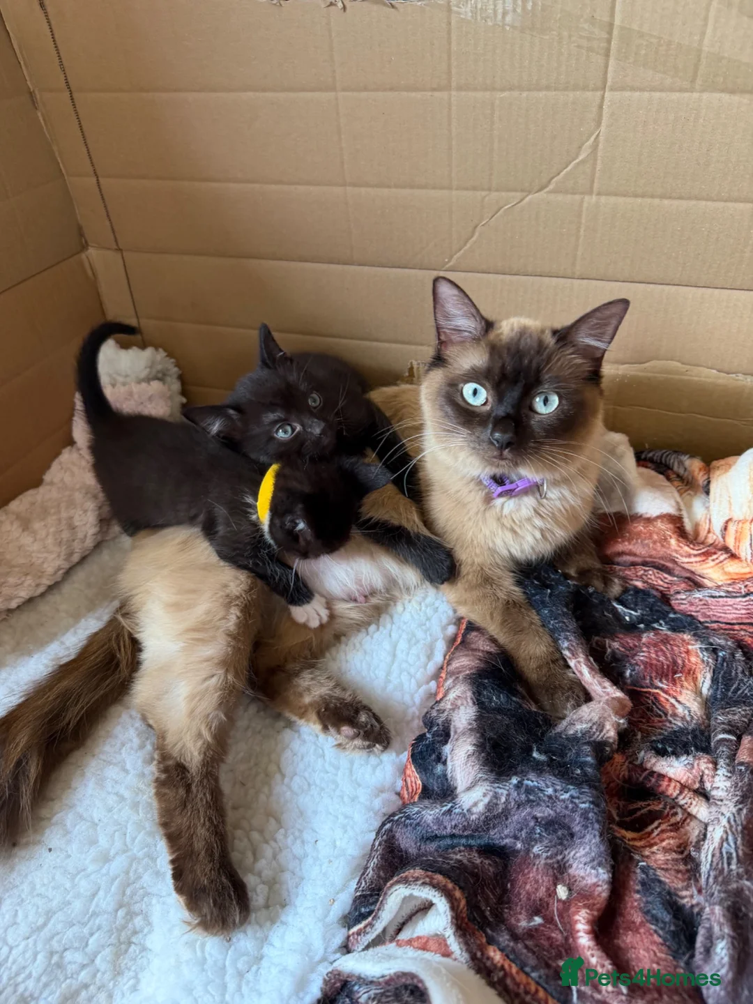 Ragdoll cats for sale: Ragdoll x in Nottingham - Advert 2
