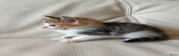 Mixed Breed cats for sale: 4 beautiful kittens  - Advert 6