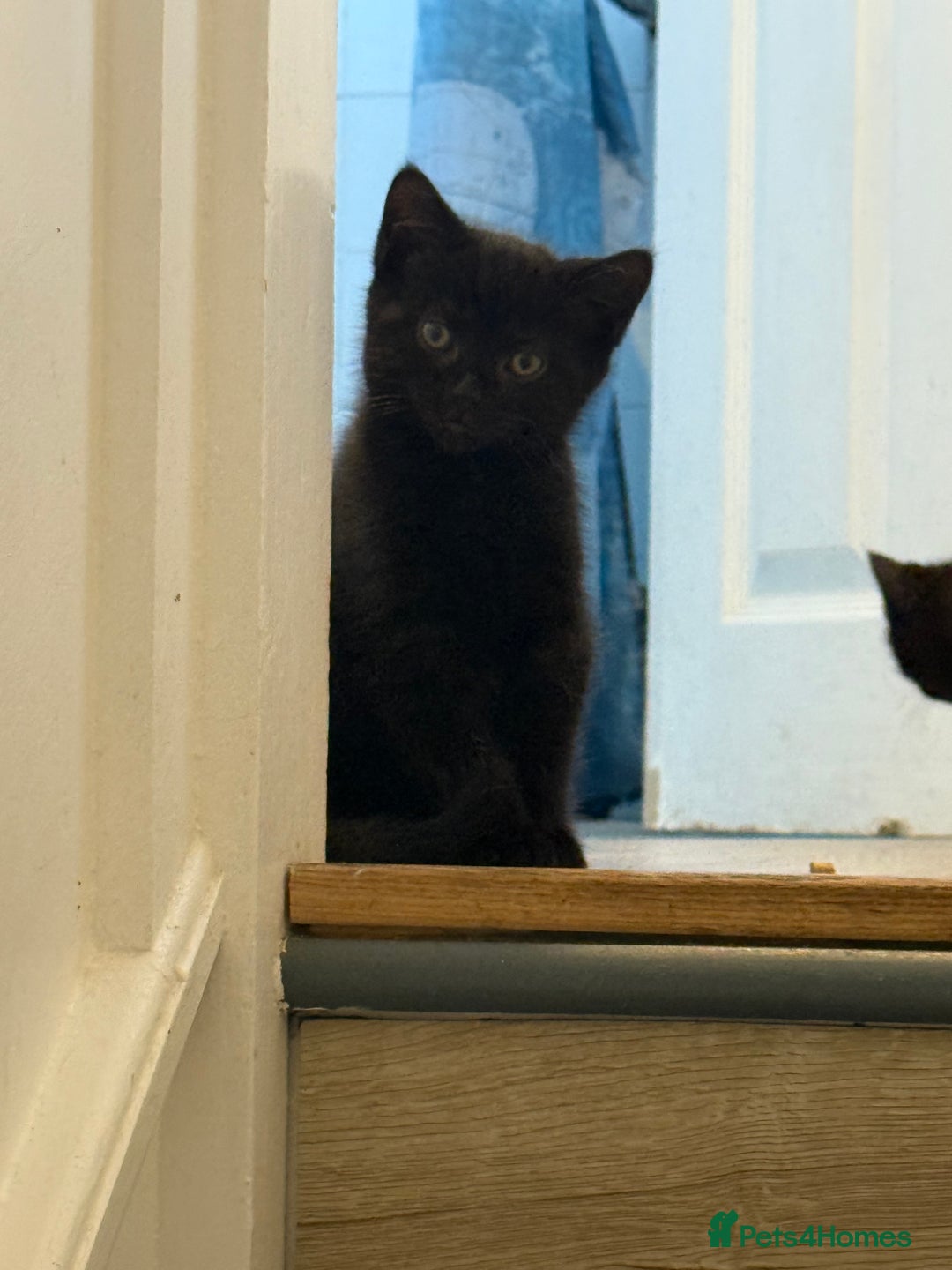 Mixed Breed cats for sale: British shorthair cross kittens  - Image 3