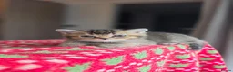 Scottish Fold cats for sale: Scottish Fold Kittens  - Advert 11