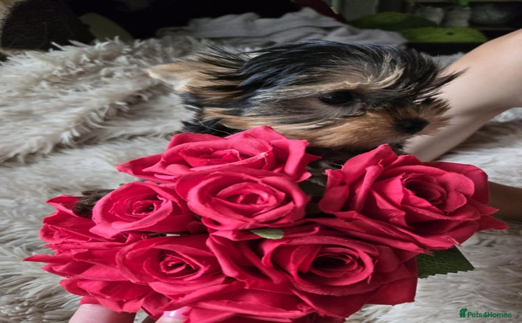 Yorkshire Terrier dogs - Advert 3