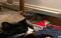 Domestic Shorthair cats for sale: 5 Adorable Kittens -available from end of October  - Image 10