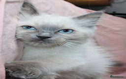 Ragdoll cats for sale: Purebred Ragdoll  - Image 11